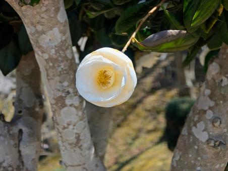 美しい椿の花 美しい椿の花の写真