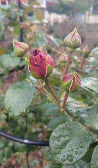 バラの蕾 バラの蕾 バラの蕾,薔薇の蕾,薔薇の写真素材