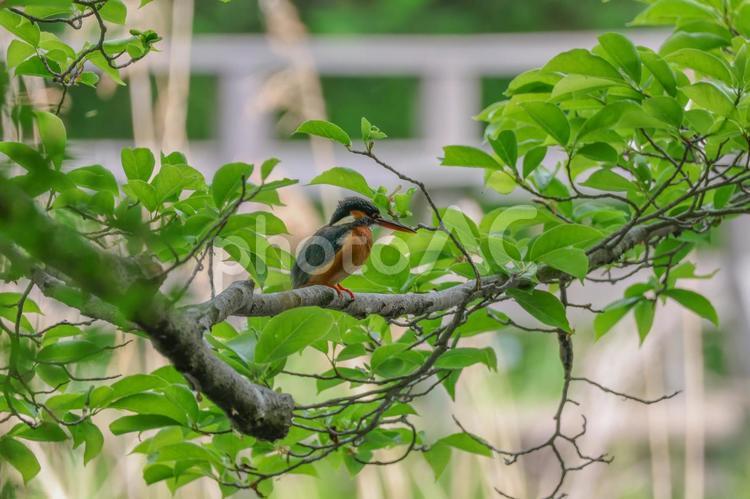 緑の中で休憩中のカワセミ 自然,カワセミ,緑の写真素材