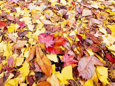 秋色の絨毯 秋色の絨毯 秋,紅葉,絨毯の写真素材