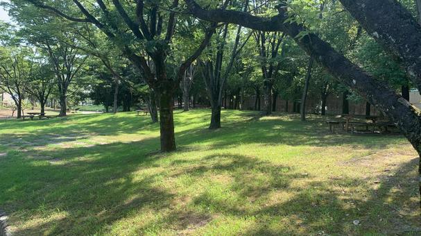 茨木「桜通り公園」の木陰 茨木「桜通り公園」の木陰の写真