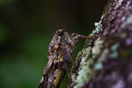 雌を求めて鳴く雄蝉 雌を求めて鳴く雄蝉 昆虫,セミ,蝉の写真素材