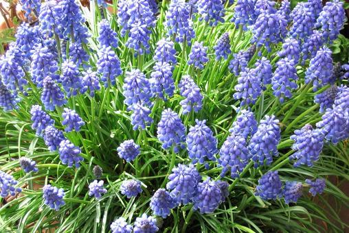 ムスカリの花 ムスカリの花の写真