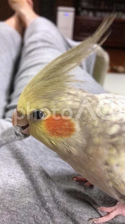 飼い主に甘えるオカメインコ オカメインコ,鳥,ペットの写真素材