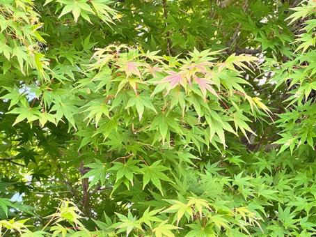 色づき始めたイロハモミジ 色づき始めたイロハモミジ 自然,もみじ,モミジの写真素材