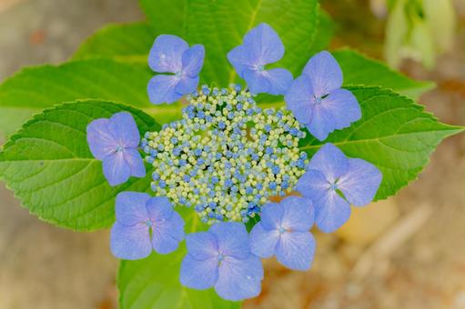 アジサイ(71) 初夏,花,アジサイの写真素材