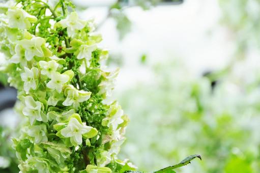 雨に濡れる草花 雨に濡れる草花の写真