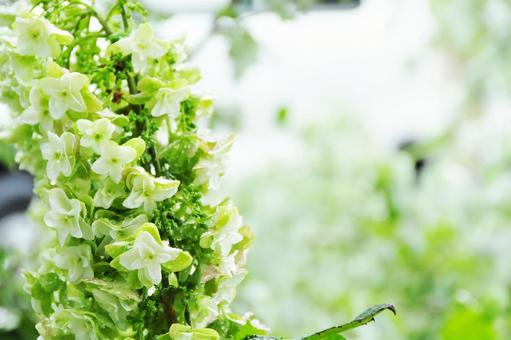 雨に濡れる草花 雨,草花,自然の写真素材