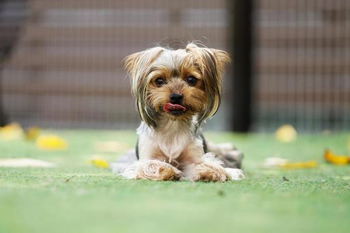見つめるヨークシャーテリア 犬,ヨーキー,ヨークシャーテリアの写真素材