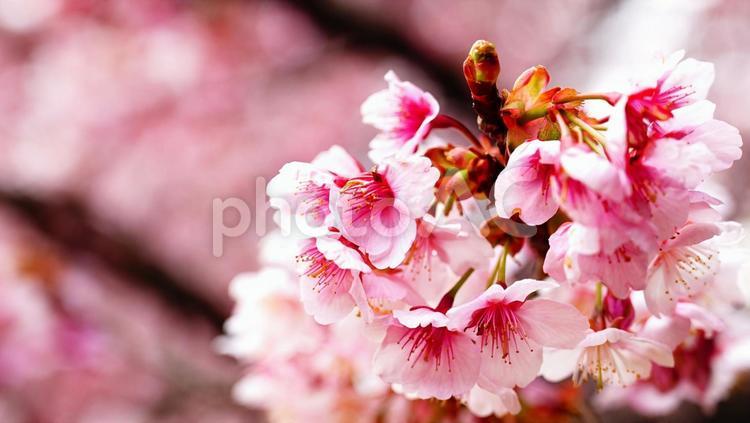 アップの満開の桜5 桜,花,春の写真素材