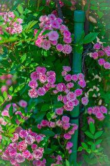 北海道　札幌のバラ園 風景,景色,北海道の写真素材