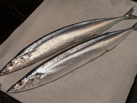 生サンマ サンマ,秋刀魚,生サンマの写真素材