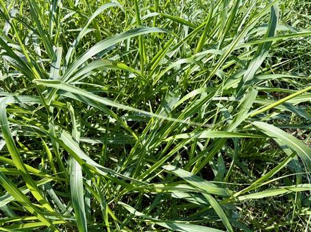雑草 雑草,草,自然の写真素材
