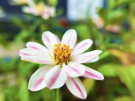Zinnia close-up, JPG