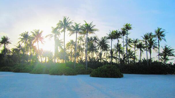 ヤシの木と沈む太陽 ヤシの木,太陽,椰子の写真素材