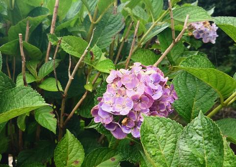 アジサイ アジサイ 花,植物,自然の写真素材
