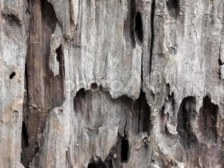 ぼろぼろの木の背景 木,模様,質感の写真素材