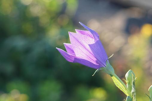 儚い桔梗の花③ 儚い桔梗の花③ 桔梗,花,儚いの写真素材