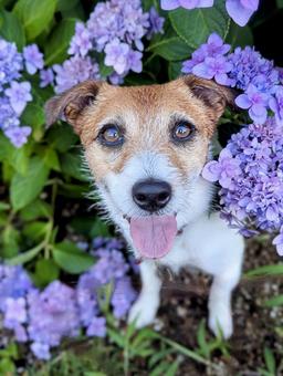 A smiling dog surrounded by cute purple hydrangeas, JPG