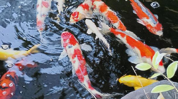 泳ぐ宝石錦鯉 泳ぐ宝石錦鯉の写真