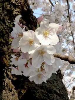 いくつかまとまって咲く桜並木の花 いくつかまとまって咲く桜並木の花の写真