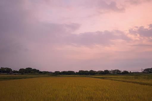 Photo, সকাল ভাস, ম্যাজিক কেয়ামত, দিনের ডেলিভারি, 