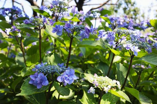Photo, asia, flower, spring, 