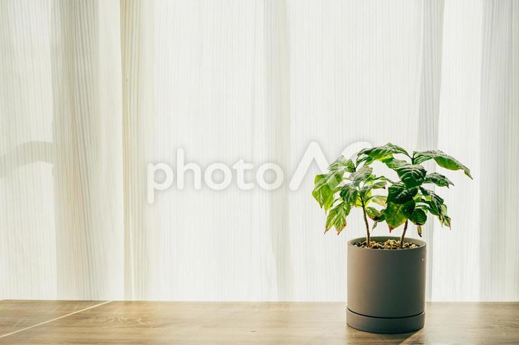 観葉植物　コーヒーの木 観葉植物,コーヒーの木,植木鉢の写真素材
