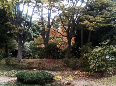 庭園に赤くの写真