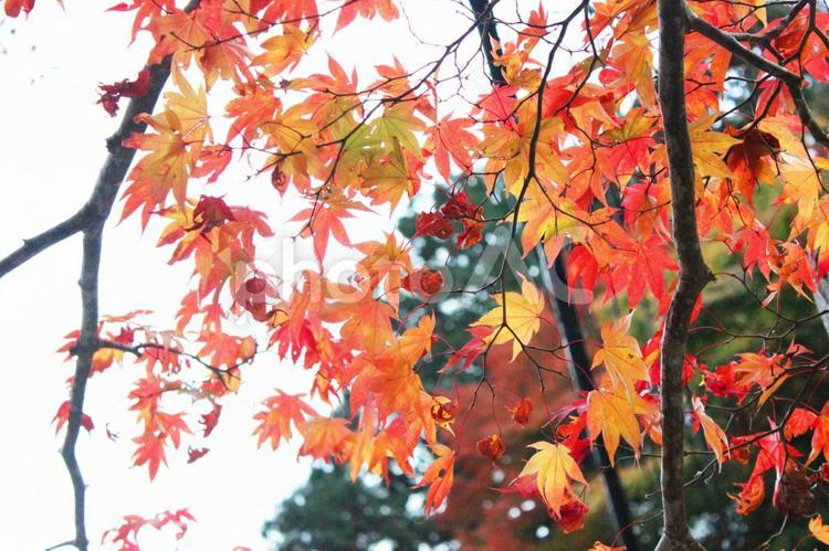 箕面の真っ赤な紅葉 キレイ,四季,幻想的の写真素材