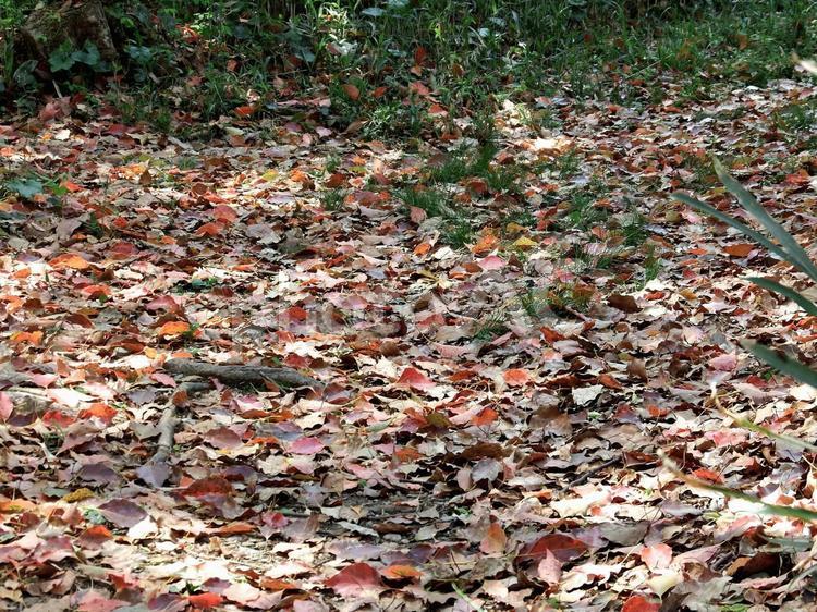 山道の春の落ち葉 落ち葉,落葉,紅葉の写真素材