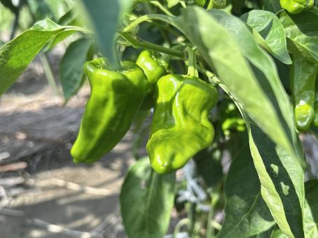 夏野菜　ピーマン ピーマン,野菜,夏野菜の写真素材