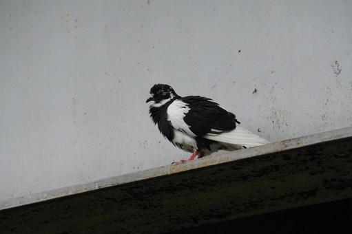 Pigeons, JPG Pigeons, JPG