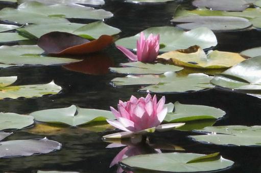 Water lily pond, JPG