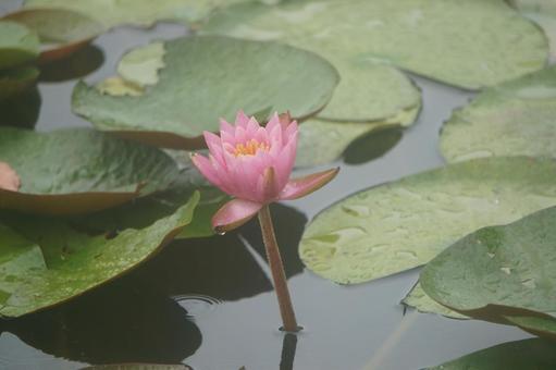Water Lily, JPG Water Lily, JPG