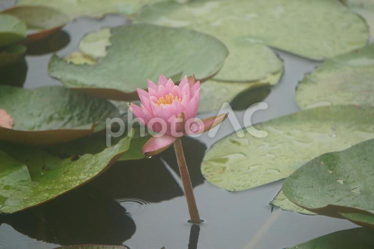 睡蓮 睡蓮,夏,秋の写真素材