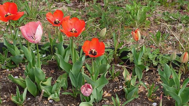 春の花壇 春の花壇の写真