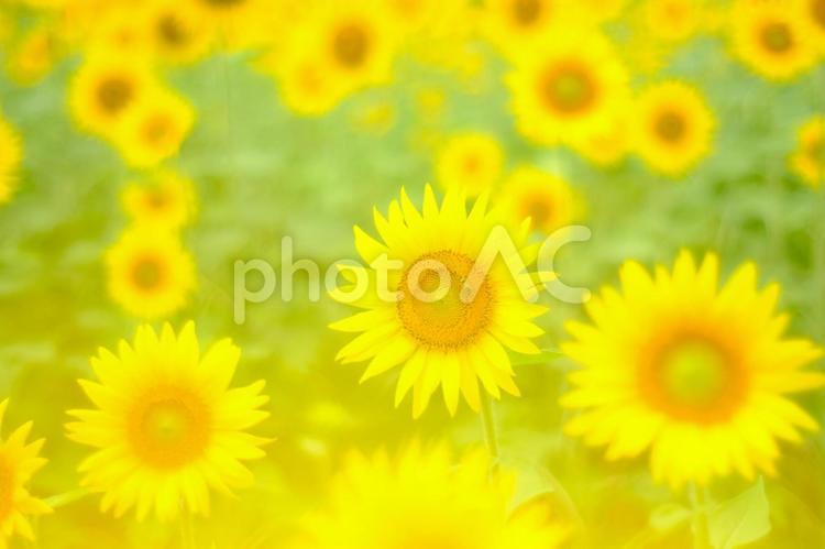 夏の満開の可愛いひまわり畑 ひまわり,ヒマワリ,向日葵の写真素材