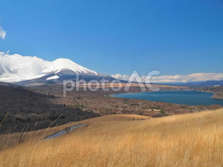 冬枯れのすすき山中湖背景 パノラマ台,山中湖,富士山背景素材の写真素材