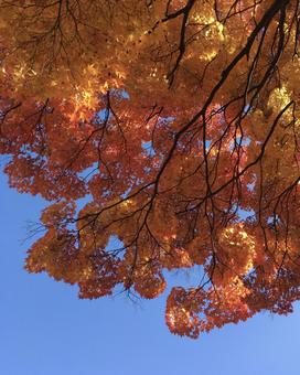 秋晴れの紅葉!(もみじ) 秋晴れの紅葉!(もみじ)の写真