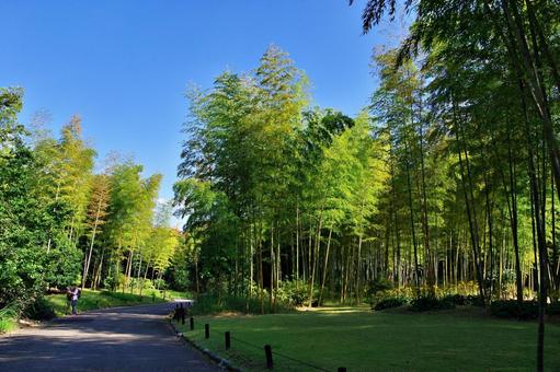 秋の竹林 竹,孟宗竹,竹林の写真素材