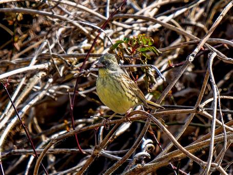 枝にとまるアオジの写真