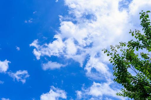 木と青空 木と青空の写真