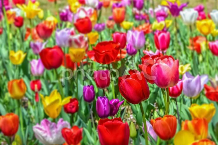 美しいチューリップの花 チューリップ,チュウリップ,花の写真素材