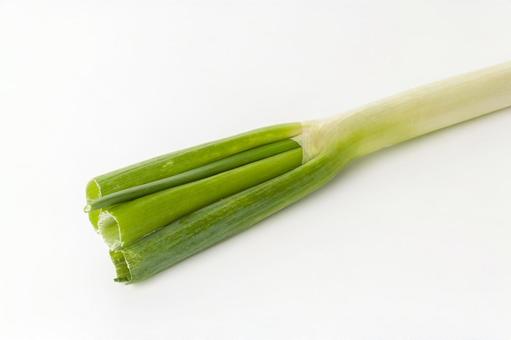長ネギ 長葱,葱,白葱の写真素材