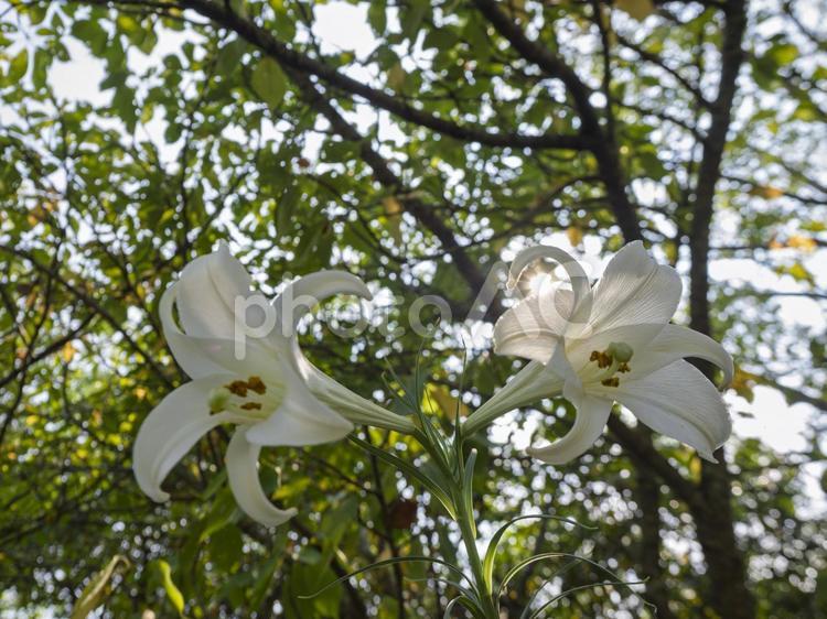 木漏れ日に咲く白ゆり 百合,花,純白の写真素材