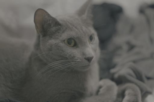 のんびりとした家猫の日常 のんびりとした家猫の日常 猫,ロシアンブルー,アップショットの写真素材