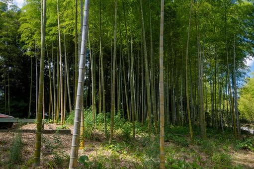 夏の竹林 夏の竹林の写真
