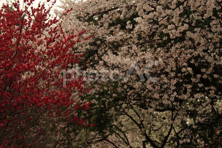 桜と花桃の木２ 花,さくら,花桃の写真素材