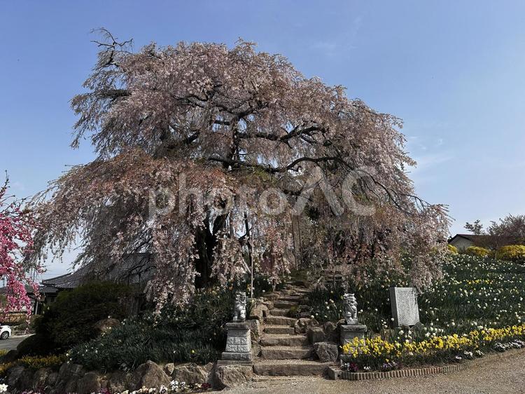 金毘羅桜　枝垂れ桜 桜,さくら,福島の写真素材